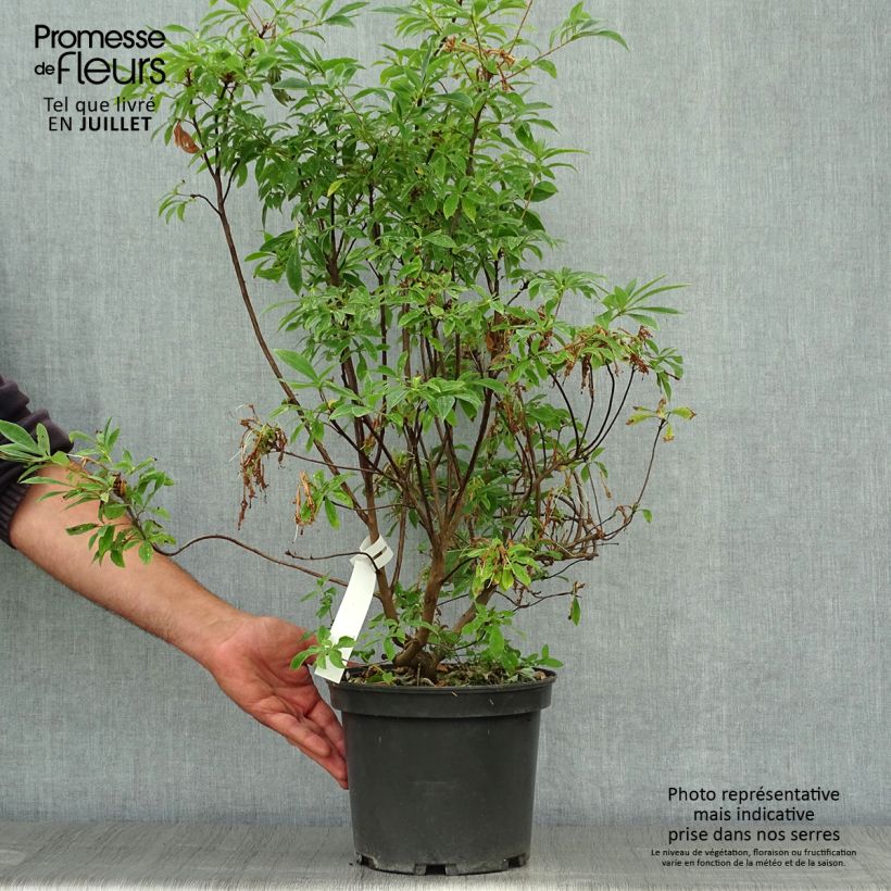 Rhododendron canescens - Mountain Azalea 4L/5L potShipped height around 30+cm sample as delivered in summer