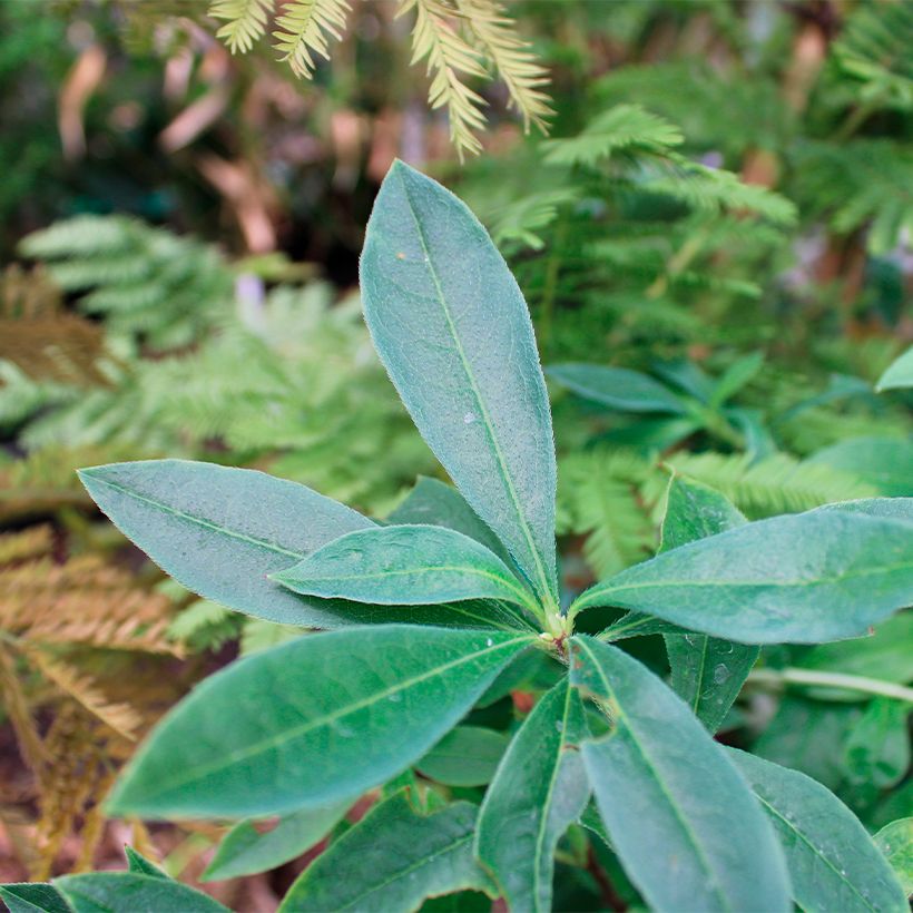 Rhododendron canescens - Mountain Azalea (Foliage)