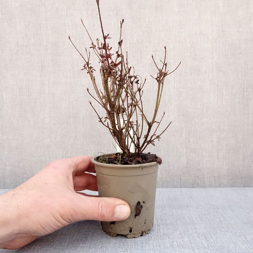 Azalea japonica Mothers Day 8/9 cm pot sample as delivered in winter