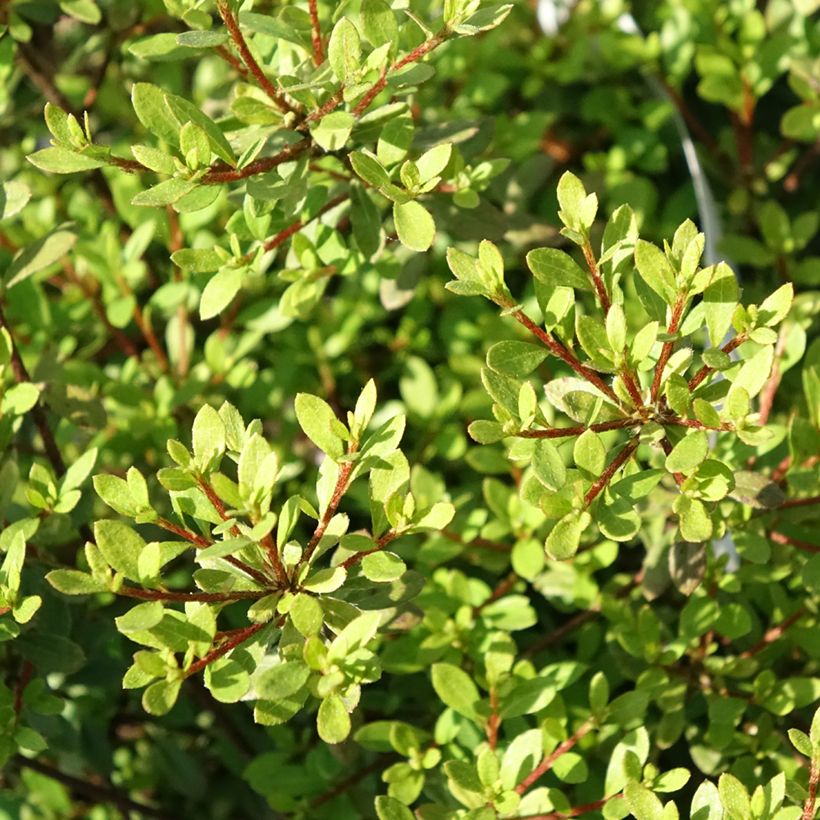 Rhododendron serpyllifolium - Thyme-leaved Azalea (Foliage)
