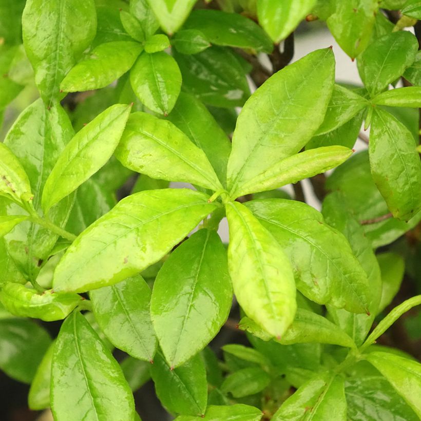 Chinese Azalea Satan (Foliage)