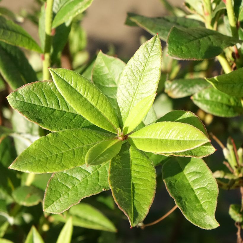 Chinese Azalea Karminduft (Foliage)