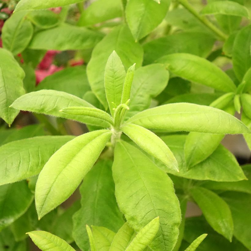 Azalea mollis Demoiselles de Boutiguery Aurora (Foliage)