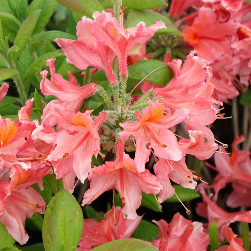 Azalea mollis Demoiselles de Boutiguery Aurora (Flowering)