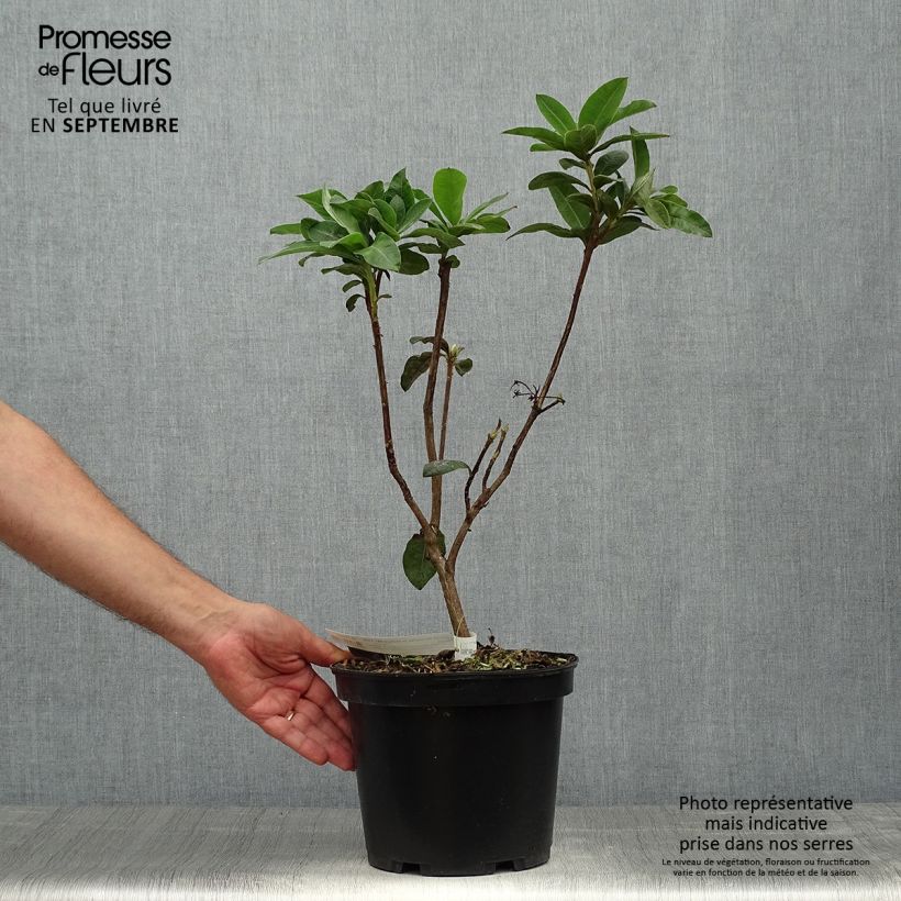 Azalea mollis Demoiselles de Boutiguery Aurora 4L/5L pot sample as delivered in autumn