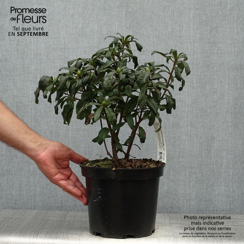 Azalea mollis Demoiselles de Boutiguery Kassia 4L/5L pot sample as delivered in autumn