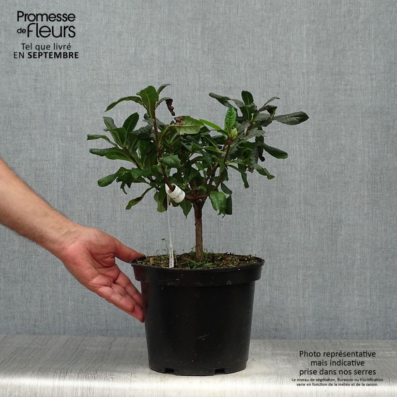 Azalea mollis Demoiselles de Boutiguery Nella 4L/5L pot sample as delivered in autumn