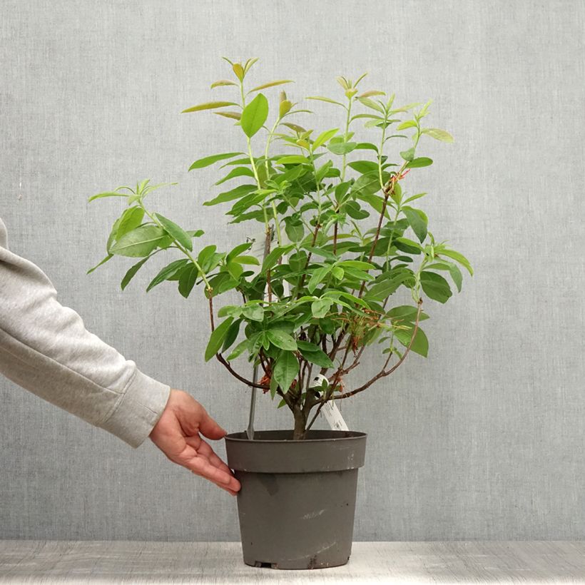 Azalea Fire Ball 4L/5L potShipped height around 30/40cm sample as delivered in summer