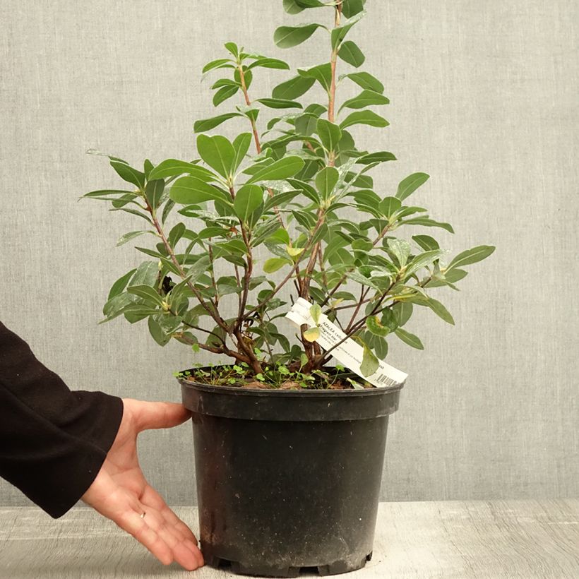 Chinese Azalea Fragrant Star 4L/5L pot sample as delivered in autumn