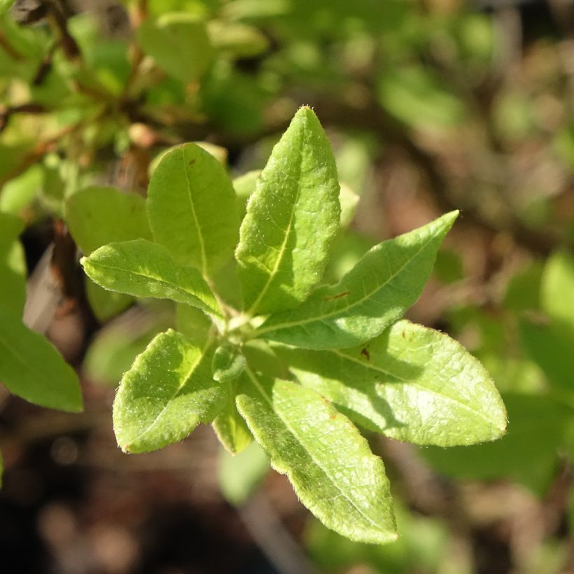 Rhododendron Fraseri (Foliage)