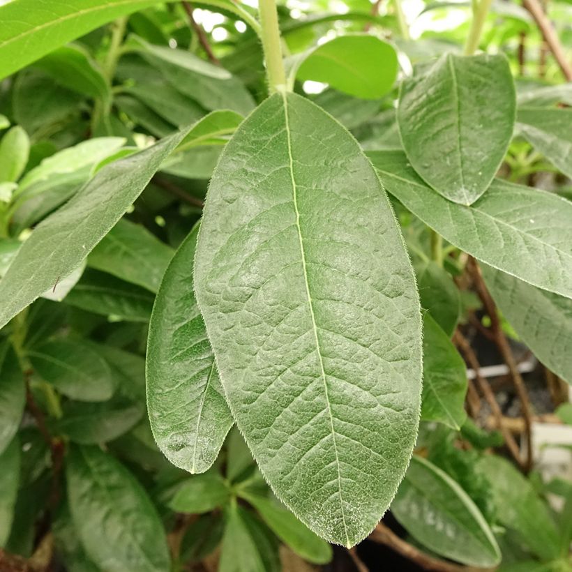 Azalea mollis Harvest Moon (Foliage)