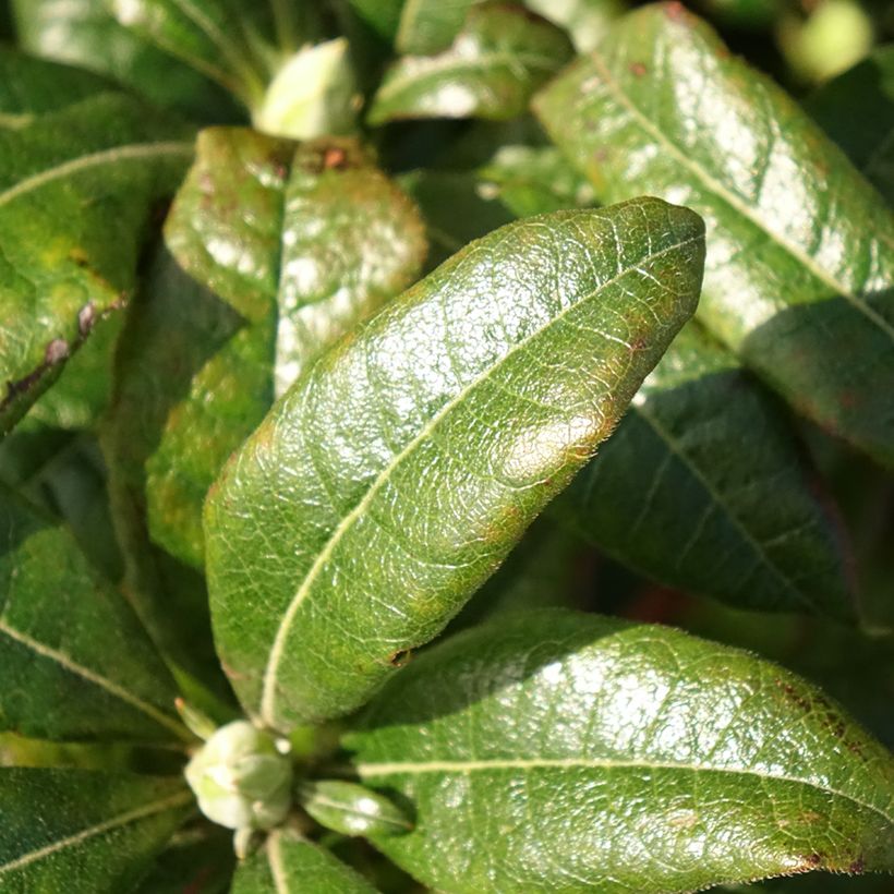 Azalea Knaphill Mary Poppins (Foliage)