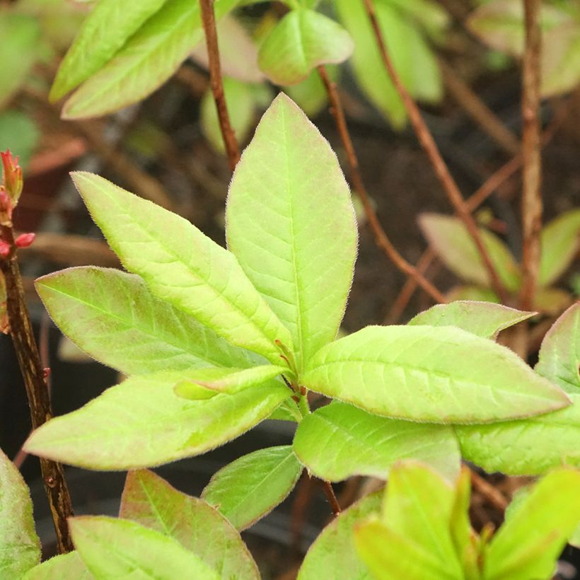 Rhododendron luteum Nabucco (Foliage)