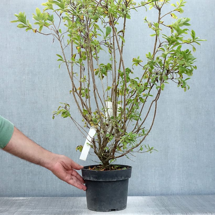 Chinese Azalea Sommerduft 4L/5L pot sample as delivered in summer