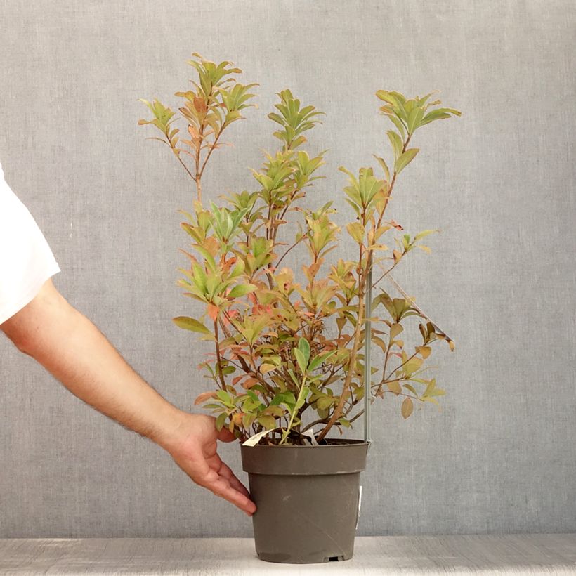 Rhododendron Soir de Paris 4L/5L potShipped height around 25/30cm sample as delivered in summer