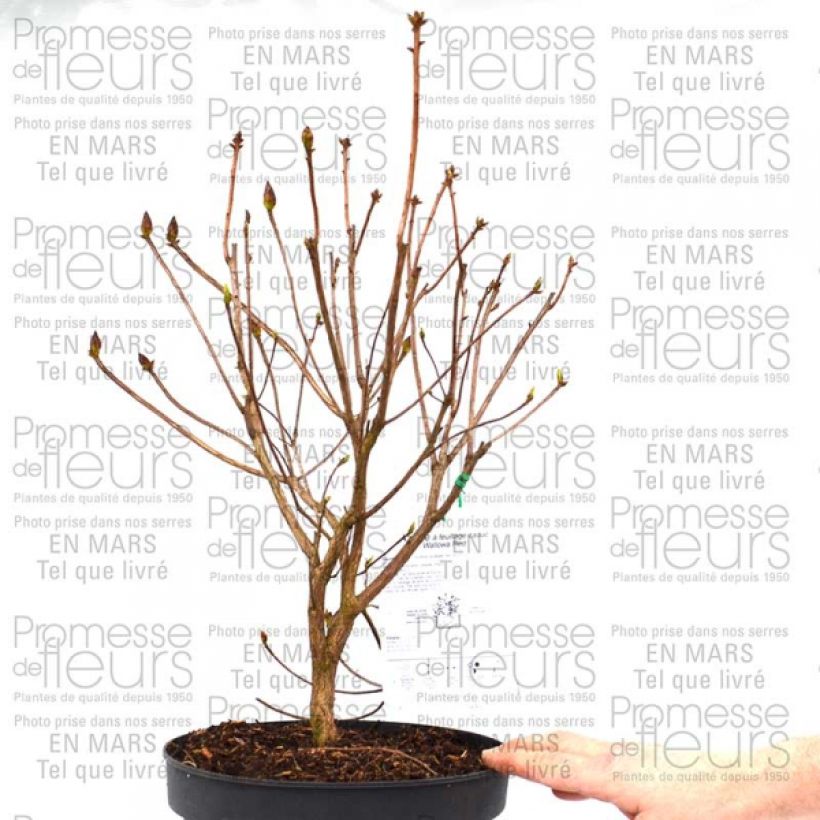 Example of Azalée de Chine Wallowa Red - Rhododendron hybride Pot de 4L/5L specimen as delivered