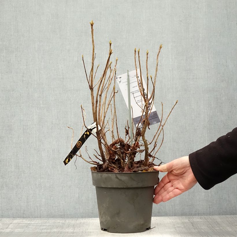 Rhododendron austrinum 4L/5L pot sample as delivered in autumn