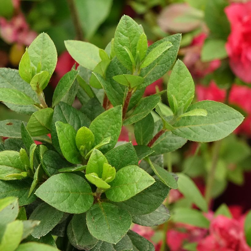 Azalea japonica Christina (Foliage)