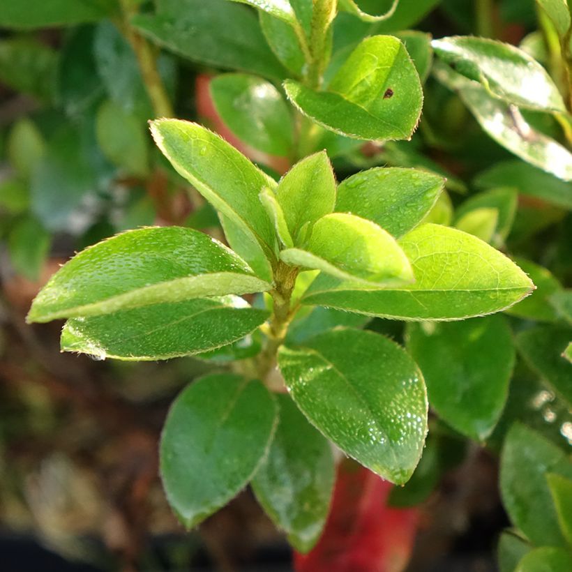 Azalea japonica Elsie Lee (Foliage)