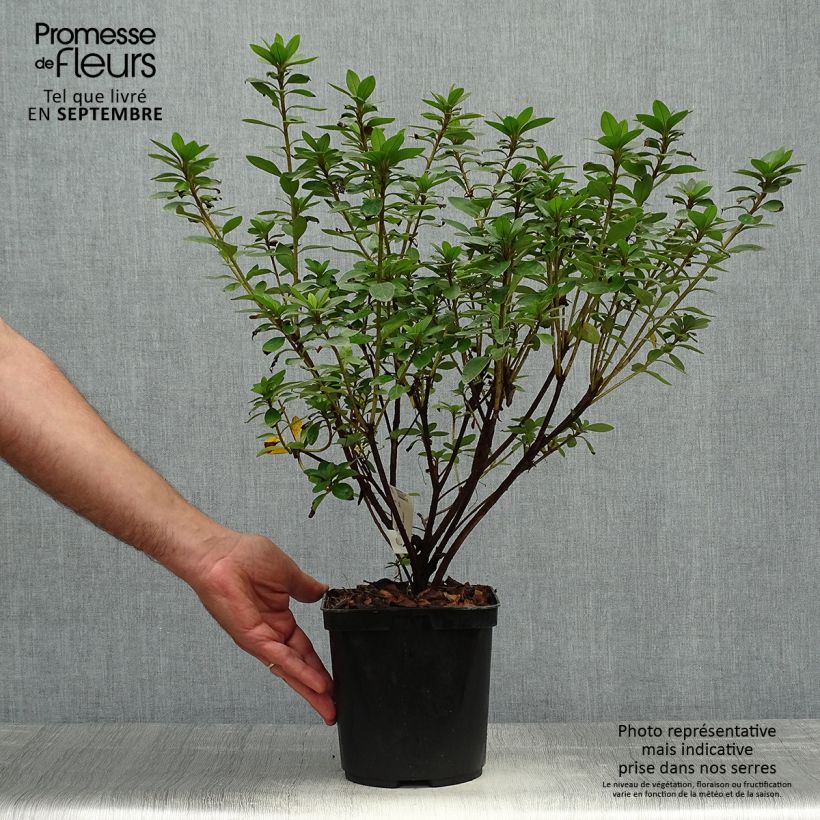 Rhododendron kaempferi Eucharis - Japanese Azalea 2L/3L pot sample as delivered in autumn