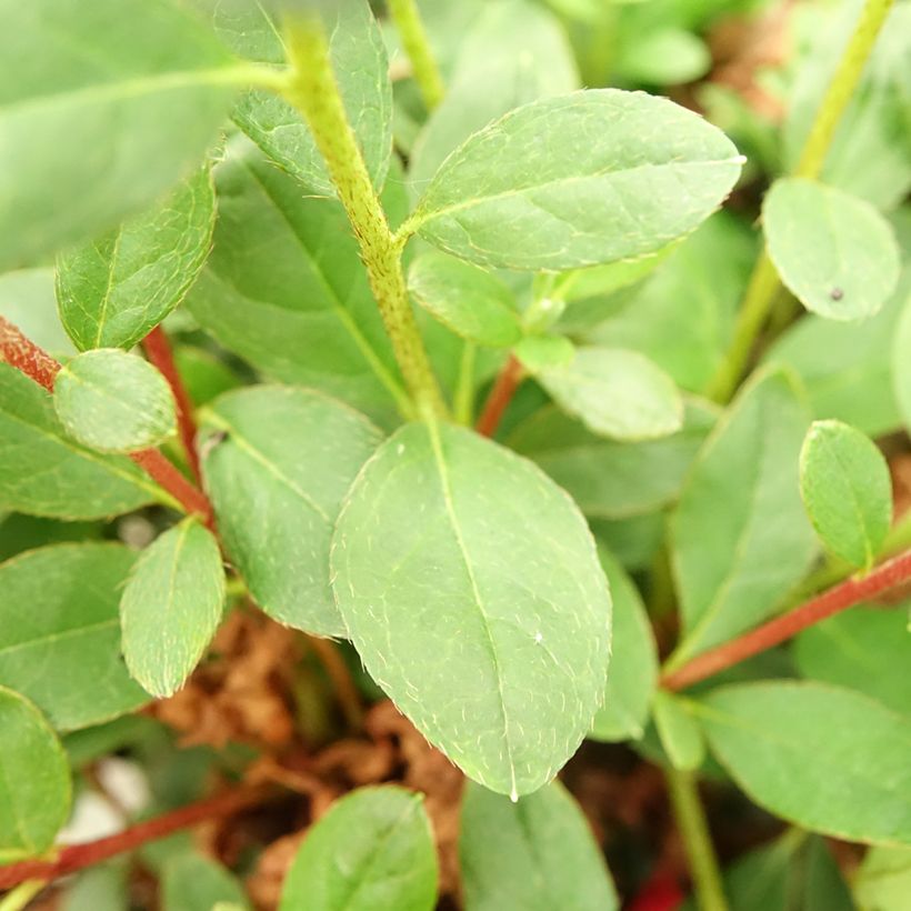 Rhododendron obtusum Fairy Dreams Three Sisters (Foliage)