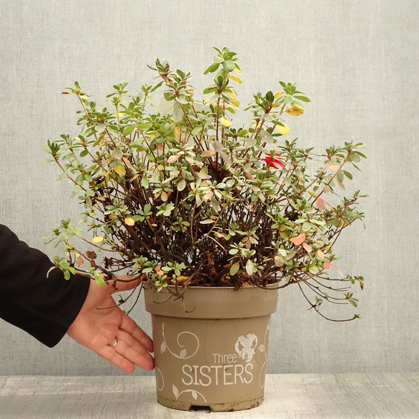 Rhododendron obtusum Fairy Dreams Three Sisters 6L/7L pot sample as delivered in autumn