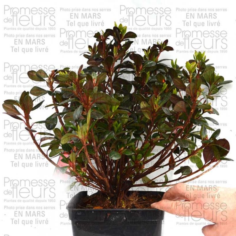 Example of Azalée du Japon Johanna - Rhododendron hybride Pot de 2L/3L specimen as delivered