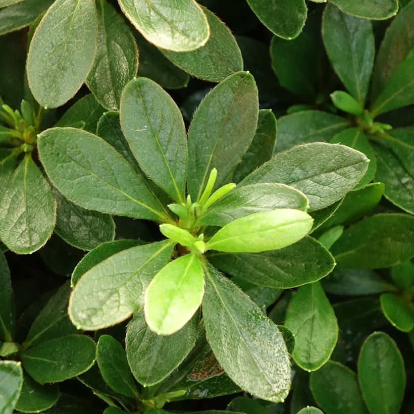 Azalea japonica Luzi (Foliage)