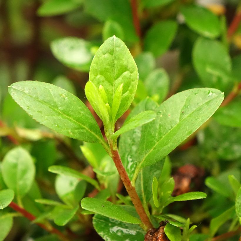 Azalea japonica Mothers Day (Foliage)