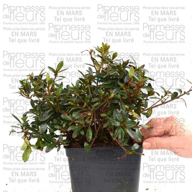 Example of Azalée du Japon Nakaharai Orange - Azalea japonica Pot de 2L/3L specimen as delivered