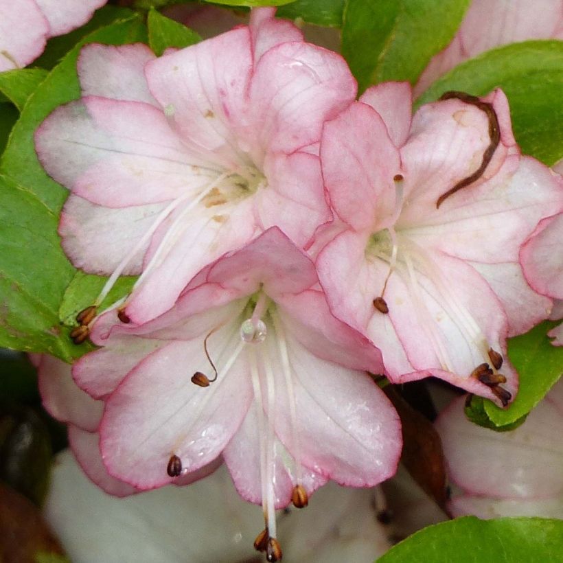 Rhododendron kaempferi Peggy Ann - Japanese Azalea (Flowering)