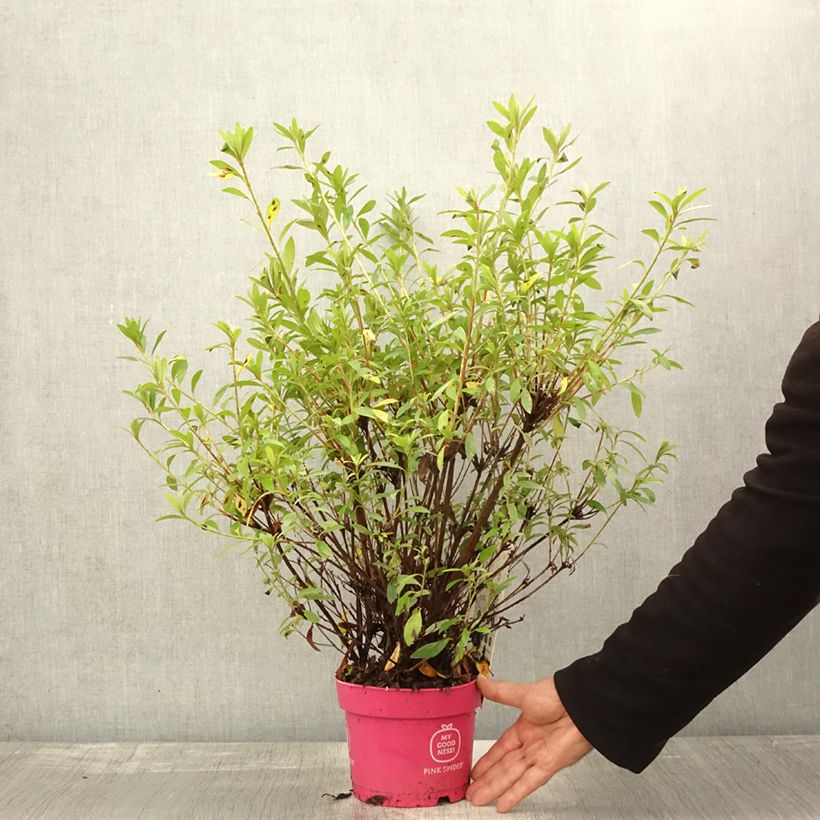 Rhododendron Pink Spider - Japanese Azalea 2L/3L pot sample as delivered in autumn