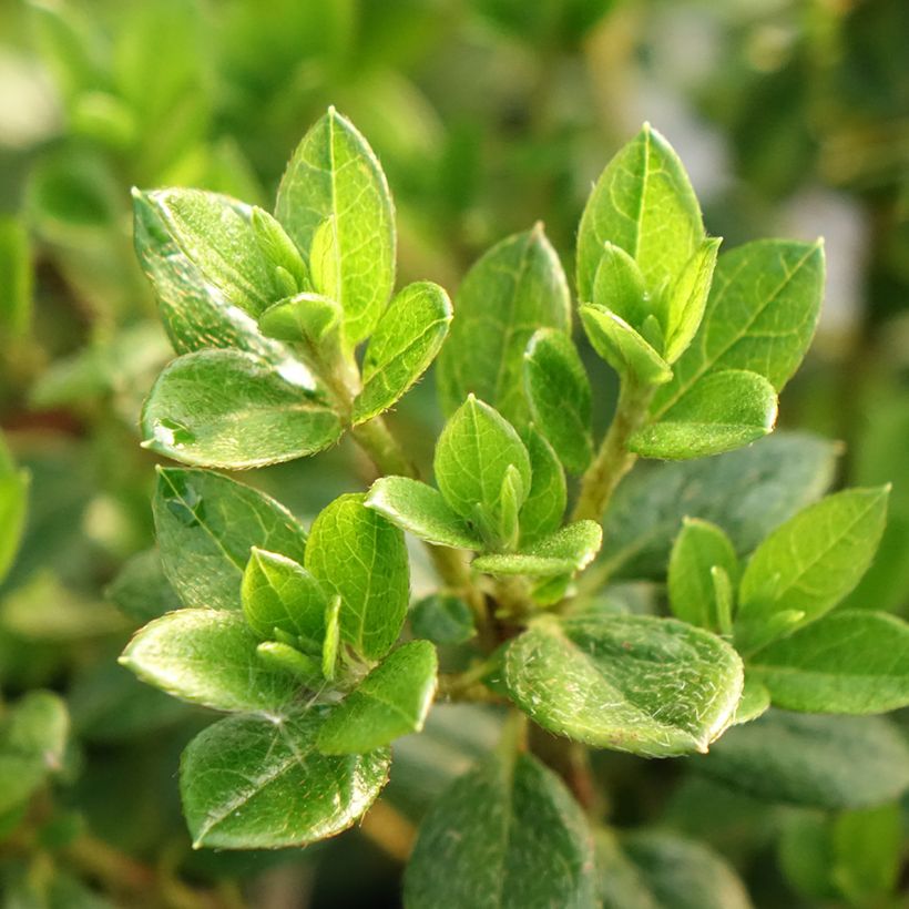 Rhododendron simsii Sachsenstern - Knaphill Azalea (Foliage)