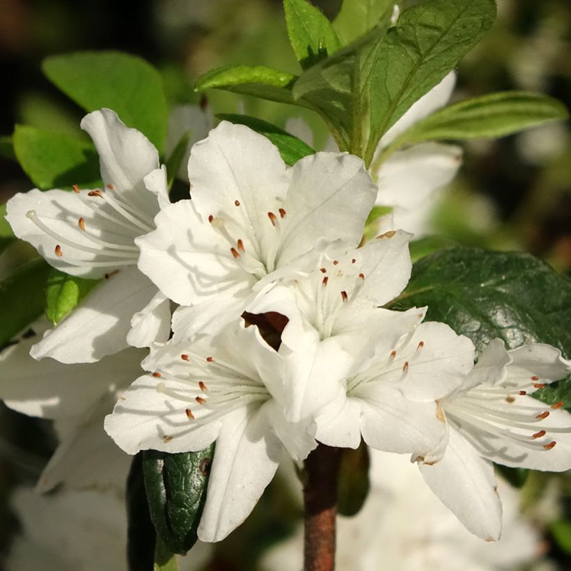 Azalea japonica Schneewittchen (Flowering)