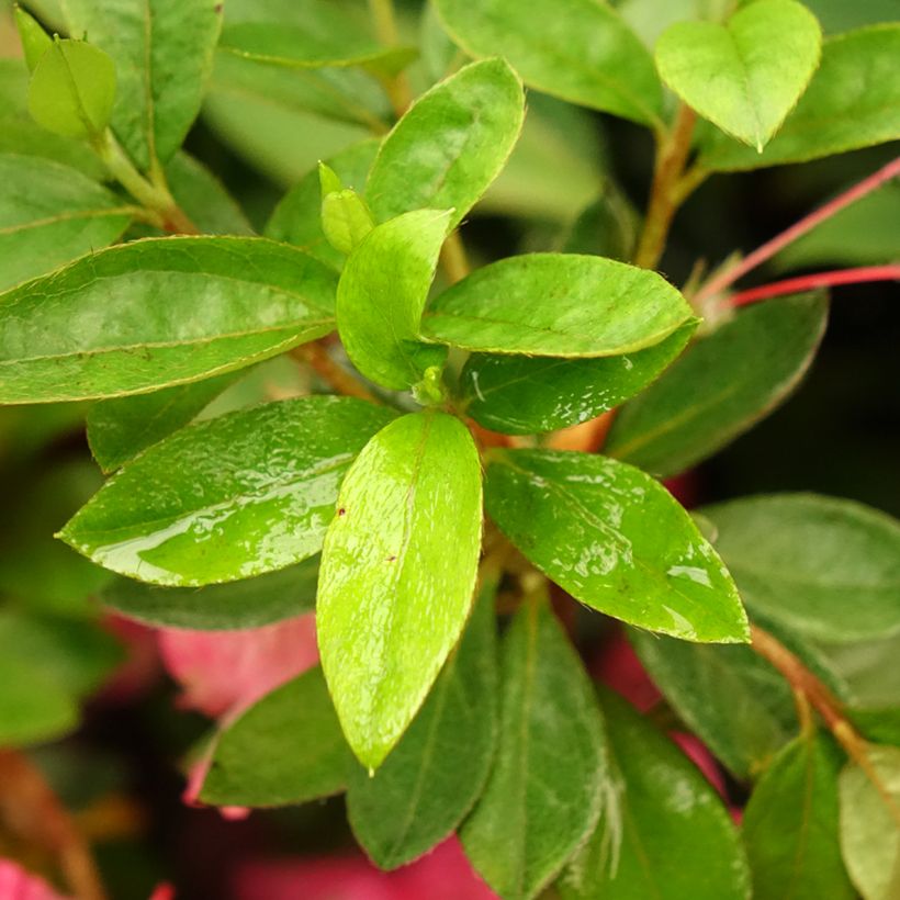 Azalea japonica Vuyks Rosyred (Foliage)