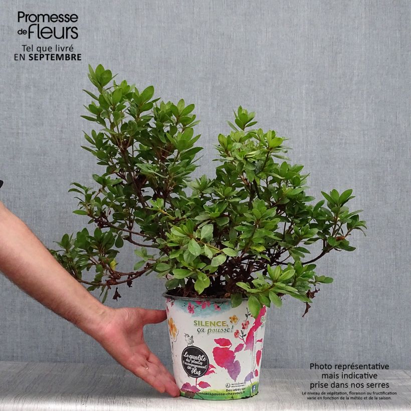 Azalea japonica Vuyks Scarlet 4L/5L pot sample as delivered in autumn