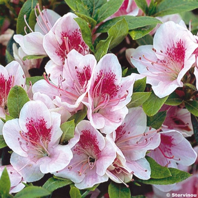Azalea japonica Ho Oden (Flowering)