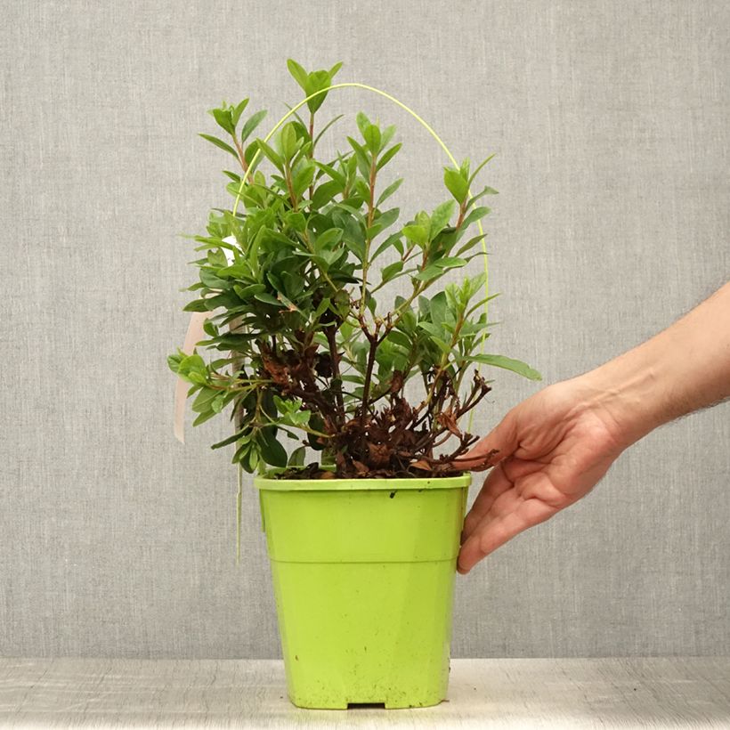 Azalea japonica ENCORE Sunset Roblen 3L/4L potShipped height around 20/25cm sample as delivered in summer