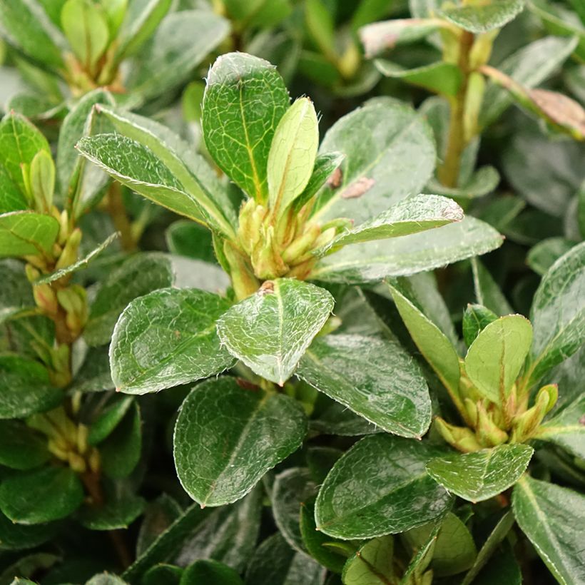 Azalea japonica Izumi no mai (Foliage)