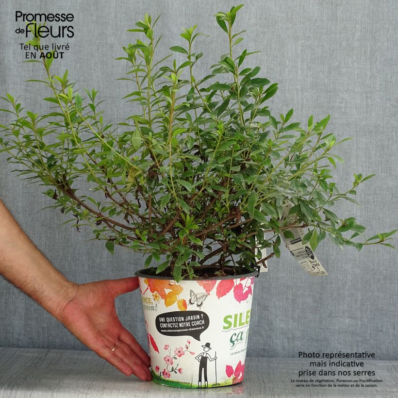 Japanese Azalea Purple Splendor 4L/5L pot sample as delivered in summer
