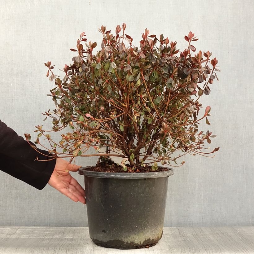 Azalea japonica Stewartstonian 7.5L/10L pot sample as delivered in autumn
