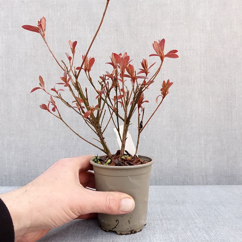 Azalea japonica Vuyks Scarlet 8/9 cm pot sample as delivered in winter