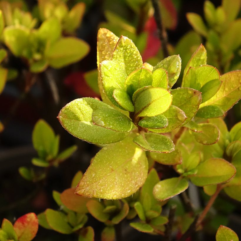 Rhododendron Blaauws pink - Kurume Azalea (Foliage)