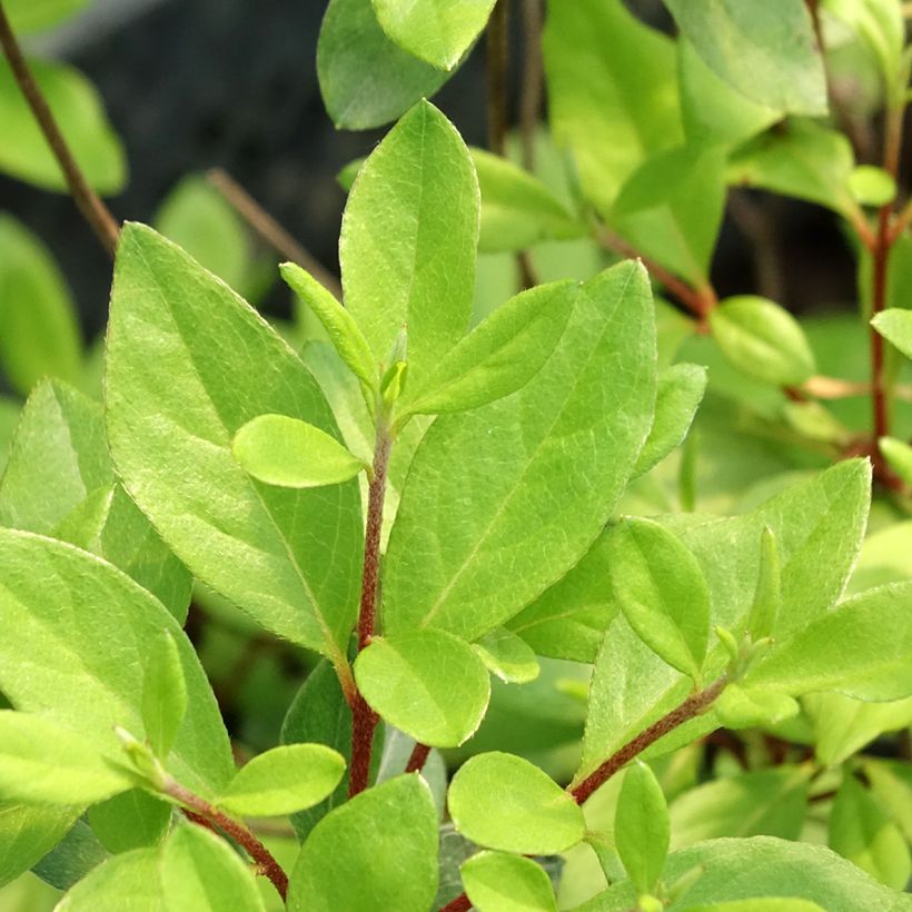 Azalea japonica GILBERT MULLIE (Foliage)