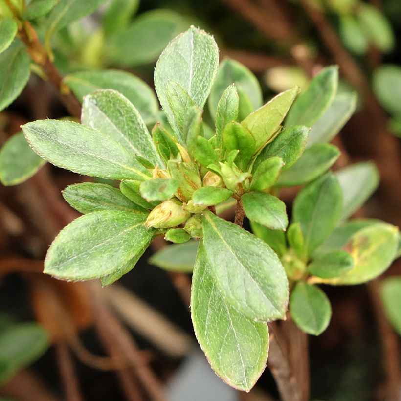 Azalea japonica GILBERT MULLIE (Foliage)