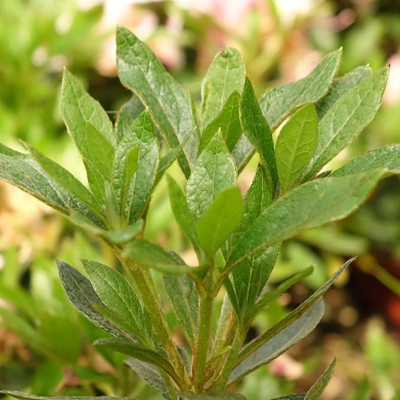 Azalea japonica Melle (Foliage)