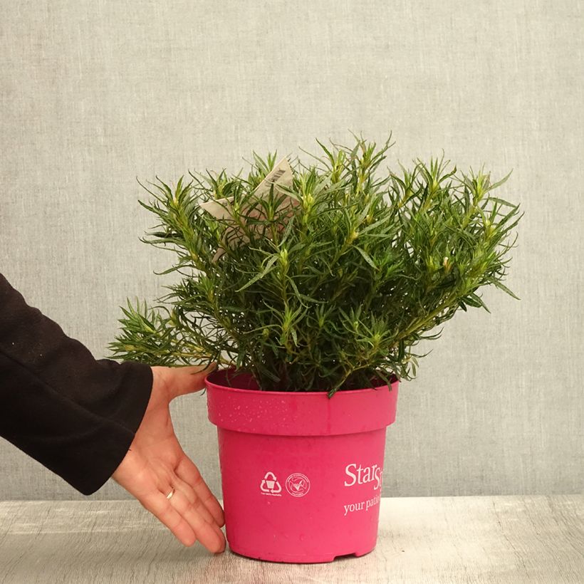 Azalea japonica Star Style Pink AJ10SSRZ 3L/4L pot sample as delivered in autumn
