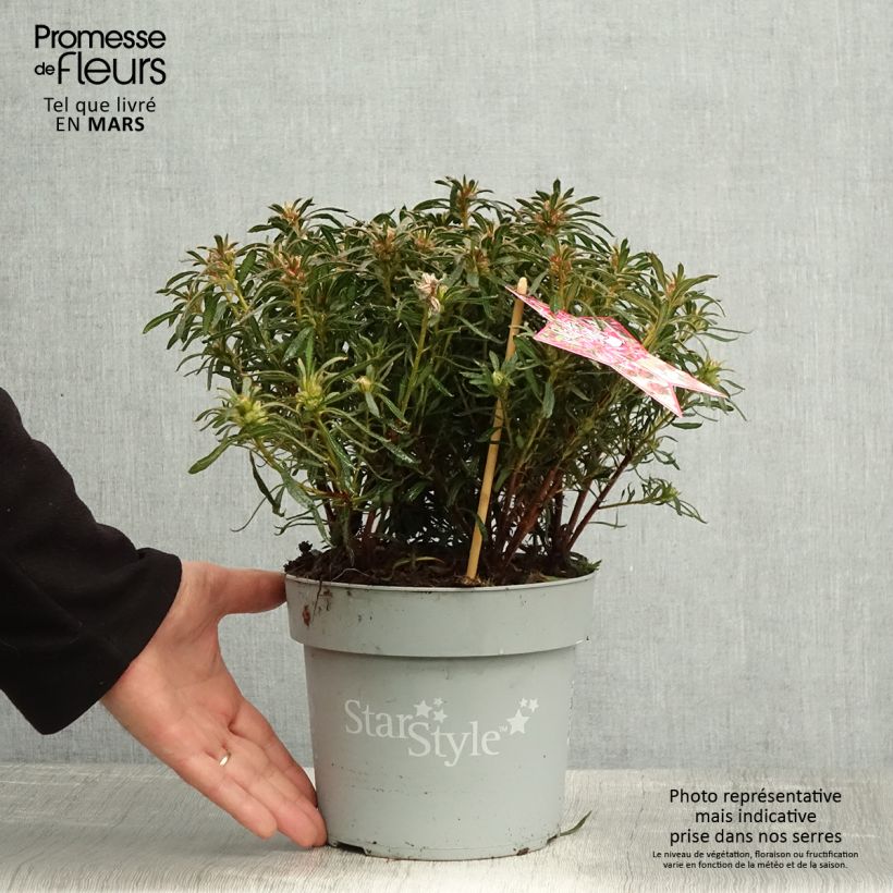 Azalea japonica Star Style Pink AJ10SSRZ 3L/4L potShipped height around 30cm sample as delivered in spring