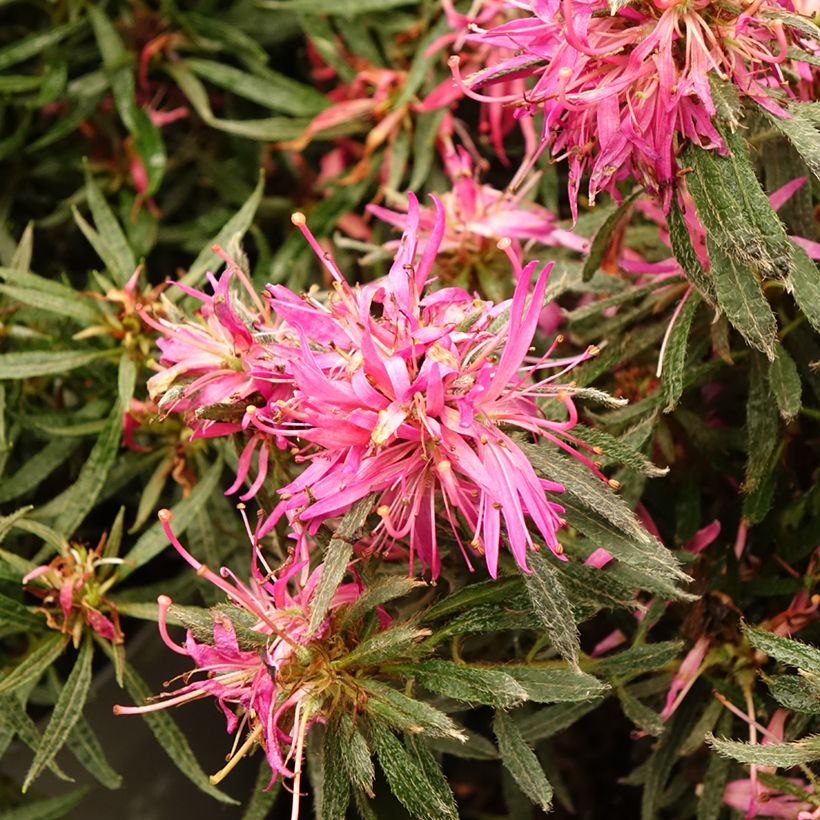 Azalea japonica Star Style Pink AJ10SSRZ (Flowering)