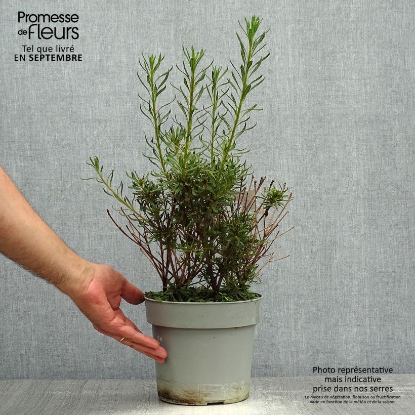 Azalea japonica Star Style Violet 3L/4L pot sample as delivered in autumn